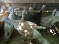 Продавам пуйки  на 6м., снимка 5