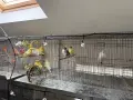 Червении и къдрави канарчета, снимка 11