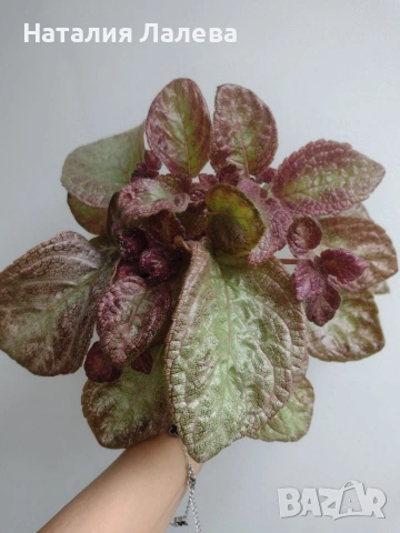 Еписция, episcia Jim's rose garden