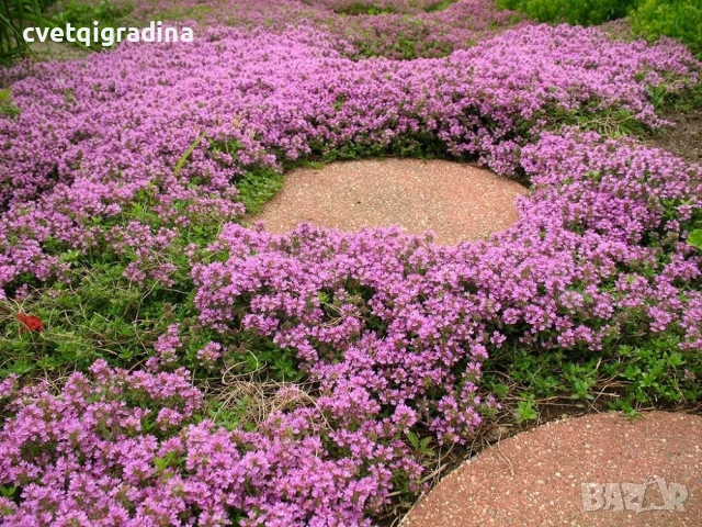 Thymus serpyllum ‘Shepherds’ / Пълзяща мащерка, снимка 2 - Градински цветя и растения - 54651129