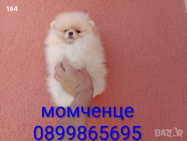 Женски Померан на 3 месеца. Реални снимки от 15.06.26 г. , снимка 5 - Померан - 54917378
