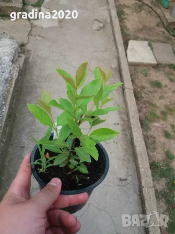 Ягодова гуава (Psidium cattleyanum) – екзотично плодно растение с ароматни плодове, снимка 5 - Разсади - 55298673