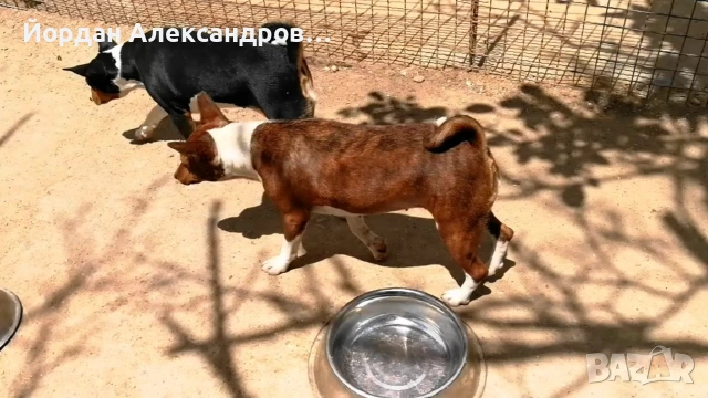 басенджи големи женски 