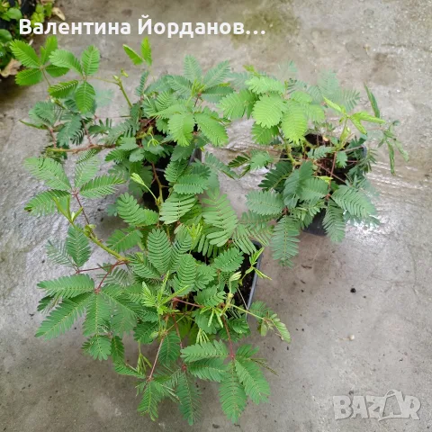 срамежлива мимоза 