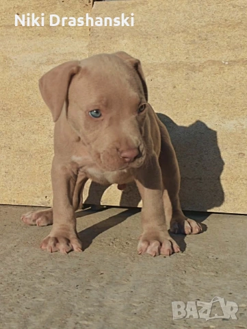 Pit bull питбулчета бул нос, снимка 2 - Питбул - 55218506