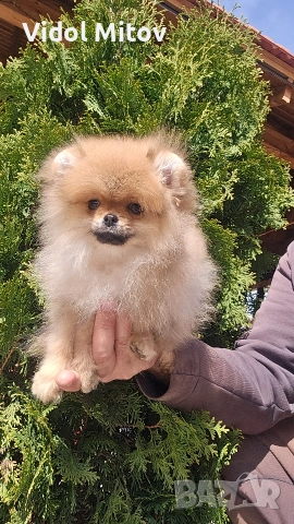 Мини Померан момче 