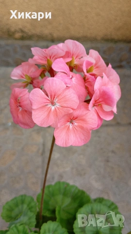 Сортово мушкато Pelargonium Plum Rambler / Зонално мушкато , снимка 7 - Стайни растения - 55133213