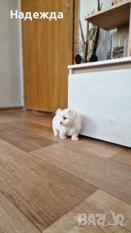 Малтийска болонка , снимка 4 - Болонка - 54257659