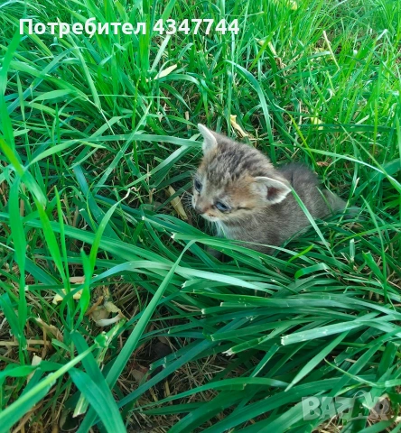 Подарявам малки мъжки котенца 2 броя. , снимка 4 - Други - 54681895