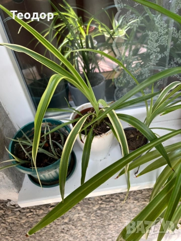 Зелена лилия (ribbon plant)