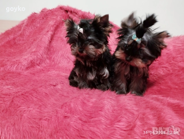 йоркширски териер, снимка 5 - Йоркширски териер - 54209188