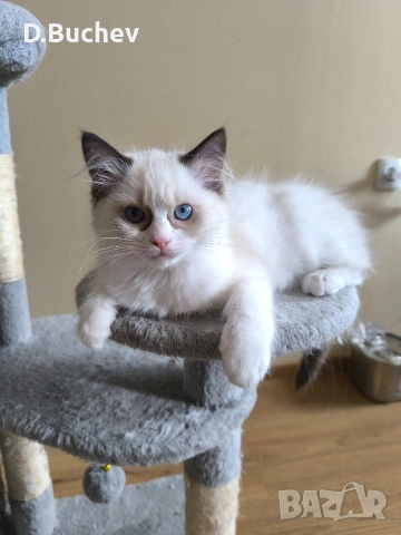 Ragdoll Paradise / Регдол котенца , снимка 11 - Други - 54972344