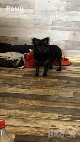 Шпиц померан момиче, снимка 5 - Шпиц - 53988342