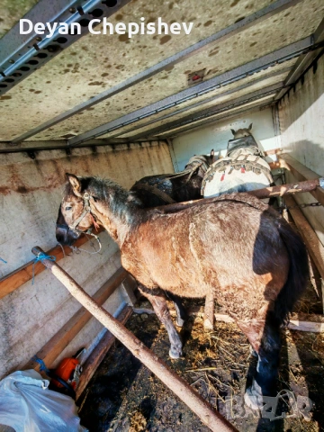 Транспортни услуги Смолян , снимка 11 - Транспортни услуги - 54458956