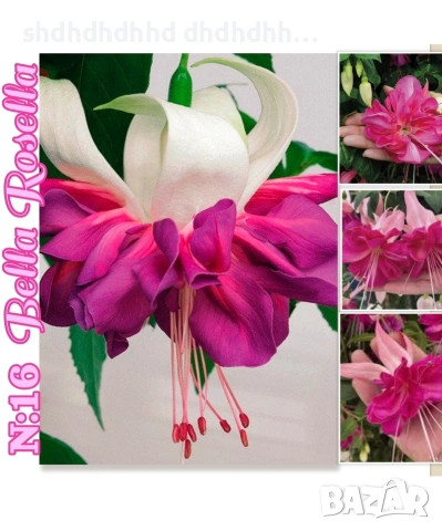 Фуксия многодишна Каскадна , снимка 9 - Градински цветя и растения - 54270810