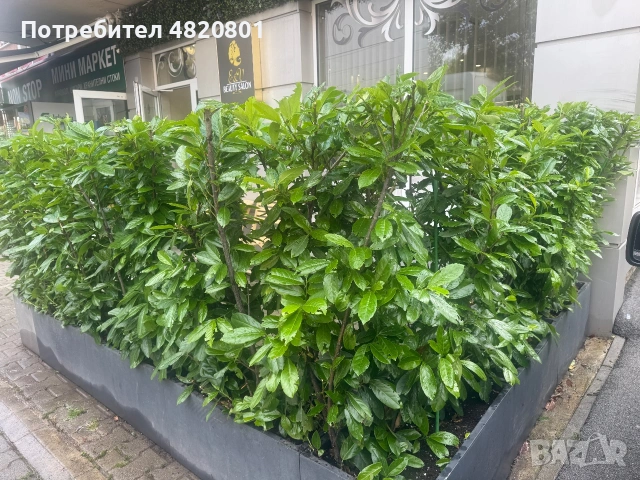 Професионални градински услуги , снимка 8 - Други - 55193245