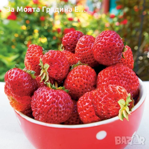 Ягода - Мице Шиндлер /Mieze Schindler, снимка 3 - Разсади - 54031955