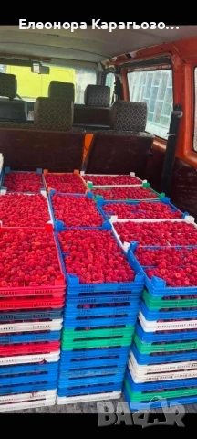 Качествен разсад ягоди и малини, снимка 7 - Разсади - 54098124