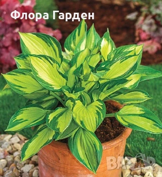 МНОГОГОДИШНИ ЦВЕТЯ, снимка 12 - Градински цветя и растения - 54702878