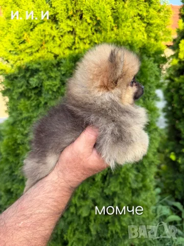 Померан Померанчета 🔝🔝🔝