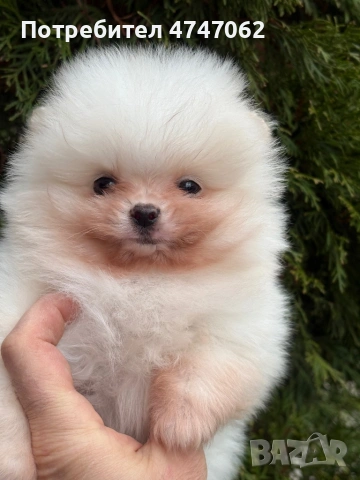 Померан момче