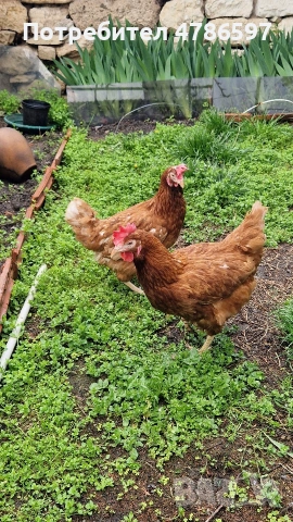 ​Високопродуктивни кокошки носачки „Ломан Браун