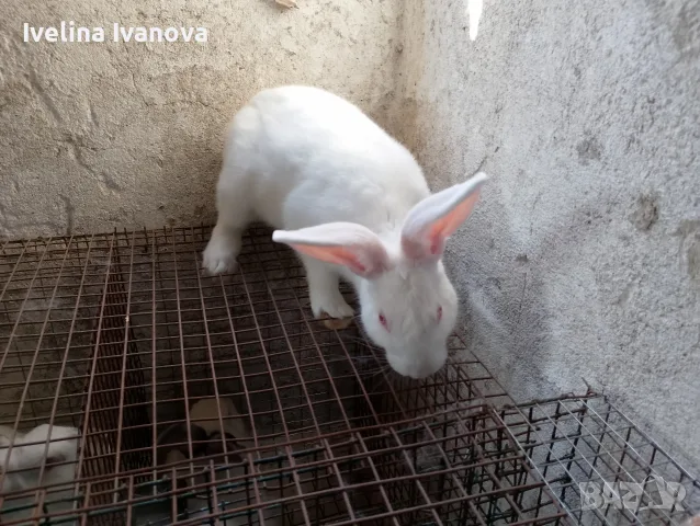 здравейте свободни зайци , снимка 3 - Други животни - 55308118