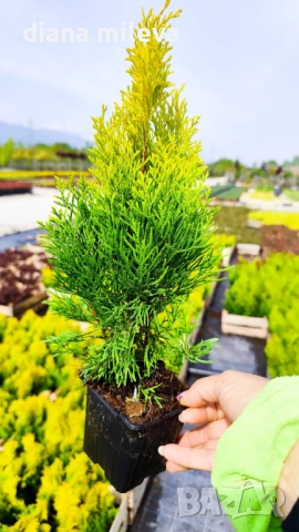 Туя Златен Смарагд, Thuja Occidentalis Golden Smaragd, студоустойчива!!, снимка 6 - Градински цветя и растения - 54767833