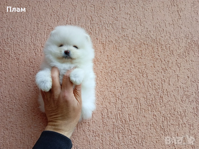 Померани.Реални снимки ! Мъжки и женски., снимка 18 - Померан - 54038182