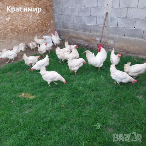 Разплодни яйца от бял Легхорн, снимка 2 - За птици - 54383823