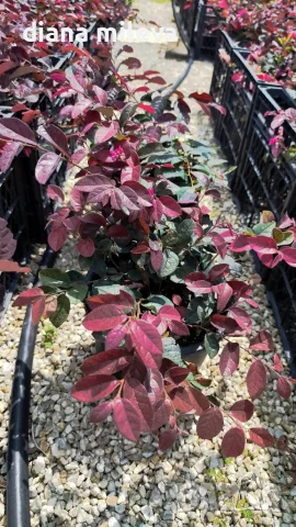 Лоропеталум Черна перла, Loropetalum Chinense Black Pearl, снимка 10 - Градински цветя и растения - 55398489