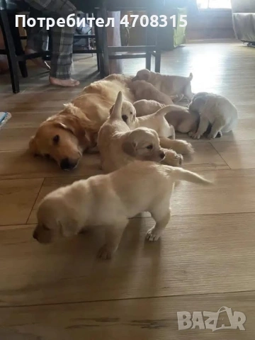 Кокер шпаньол момче ваксина родословен баща, снимка 12 - Кокер шпаньол - 54086998