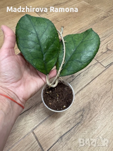 Hoya Хоя Svetlana 