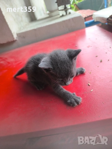котенца 40 дена 3 бр женски , снимка 7 - Други - 54912714