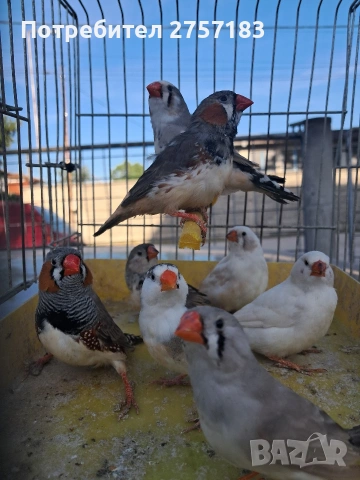 продавам зеброви амадини 2026, снимка 4 - Амадини - 54313788