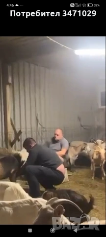 100бр, снимка 2 - Кози - 54460579