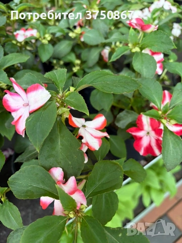 🩷🌿💜 Impatiens walleriana 'Raffael Star Mix' (Циганче / Импатиенс), снимка 7 - Градински цветя и растения - 54733445