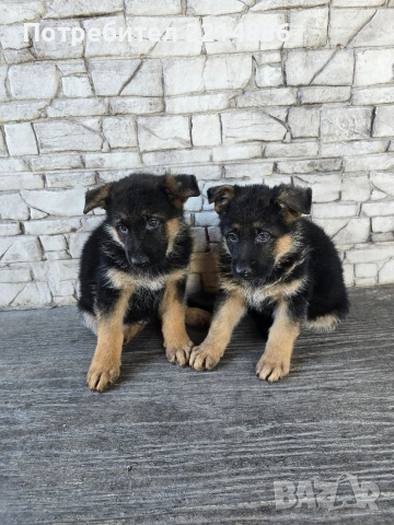 Немски овчарки , снимка 9 - Немска овчарка - 40188254
