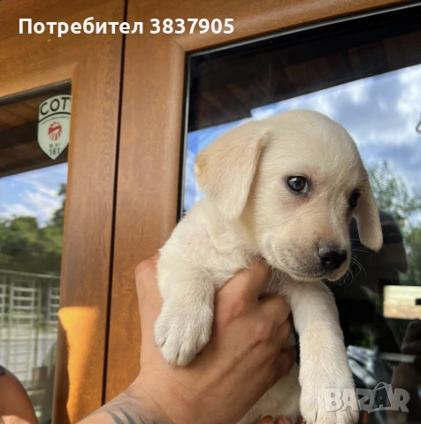 Лабрадор ретривър 