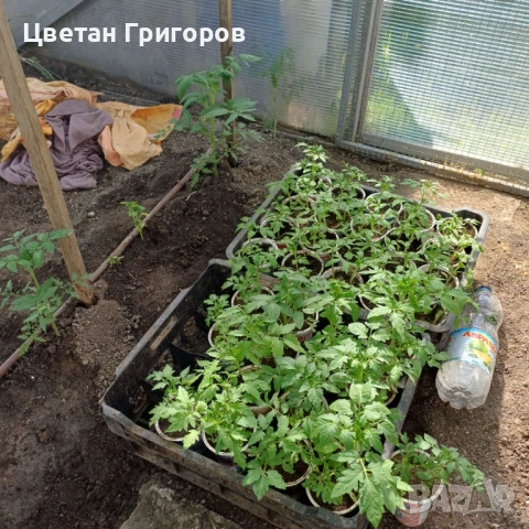 Продавам разсад биволско сърце и червен гигант, снимка 3 - Разсади - 54568355