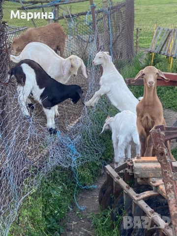 Кози и ярета , снимка 4 - Кози - 54330596