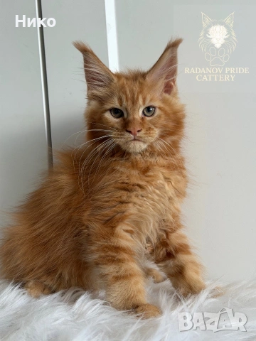 Мейн кун котенца / Мейн куун котенца / Maine coon kittens, снимка 13 - Мейн кун - 50068719