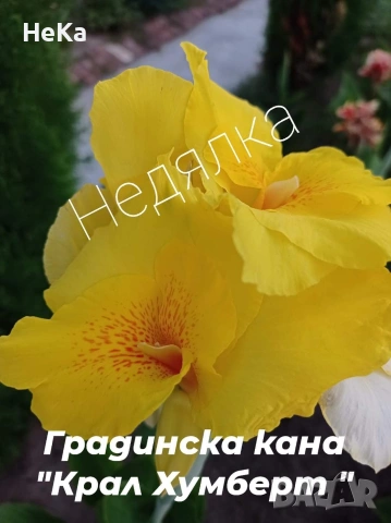 градински кани 