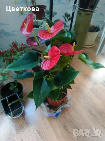 червен антуриум