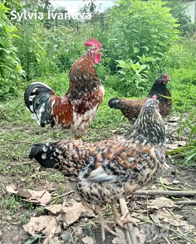 оплодени яйца от шведска цветна кокошка за люпене swedish flower hen, снимка 5 - Кокошки и пуйки - 55039175