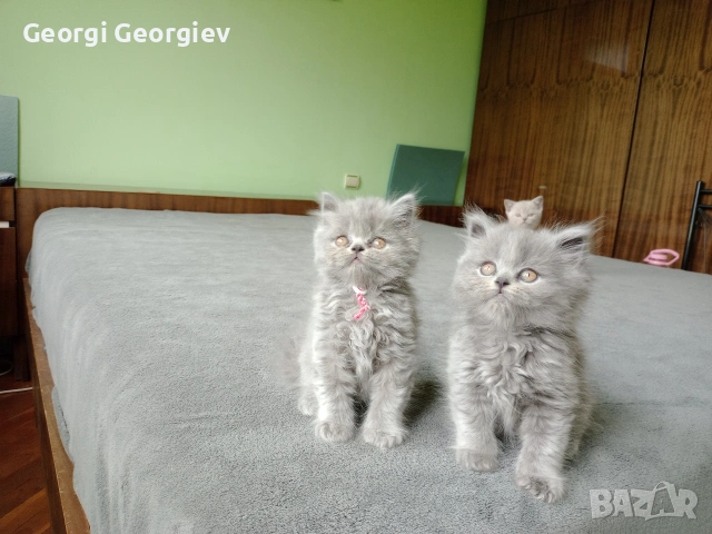 Британски котета