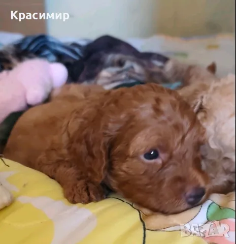 Продавам кученца мини пудел.