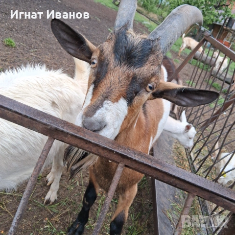 Пръч