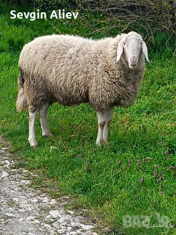 Продавам коч, снимка 5 - Овце - 54302550