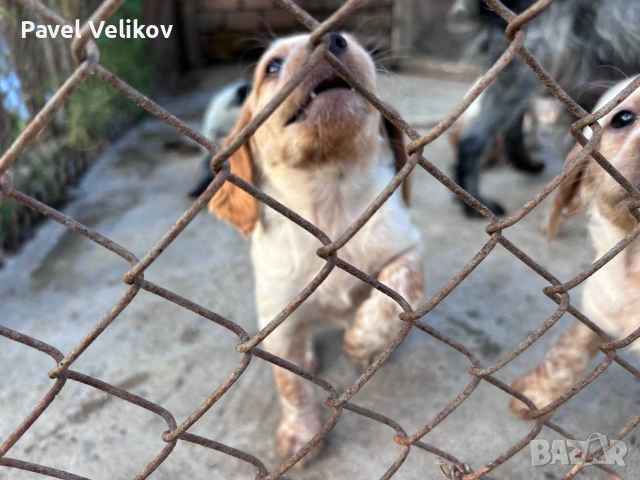 Бретон шпаньол, снимка 6 - Бретон шпаньол - 55046754